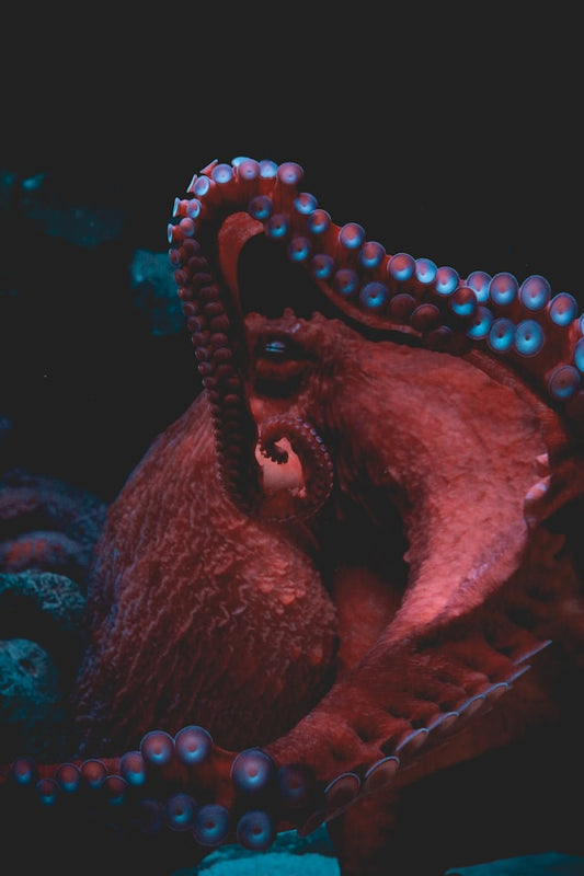 El Final del Pulpo